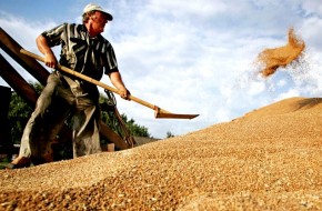 Вьетнам отказался покупать гнилое украинское зерно