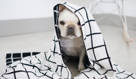 Популярные щенки зарабатывают 3 тысячи долларов за один пост в Instagram