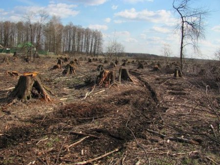 Ультиматум ЕС: кредиты в обмен на лес