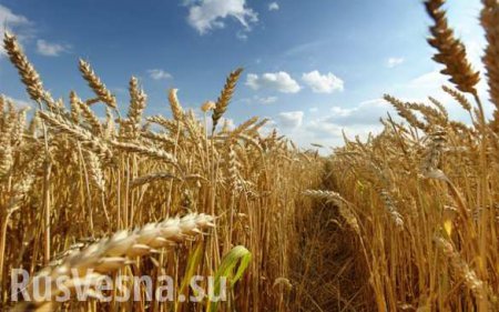 Китай отказывается от урожая из Украины