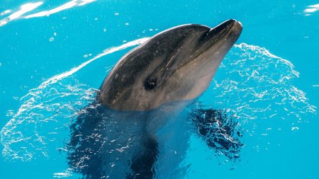 Есть контакт: как дельфины могут помочь при коммуникациях с внеземным разумом