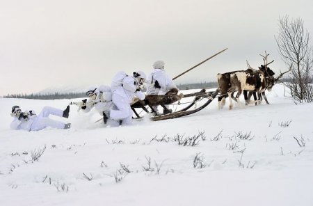Арктические военные «испытали» оленей и собак на учениях