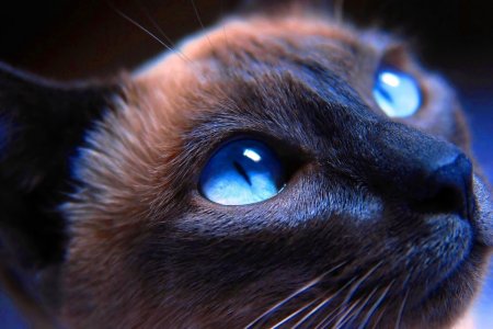 Как выглядит мир глазами кошки