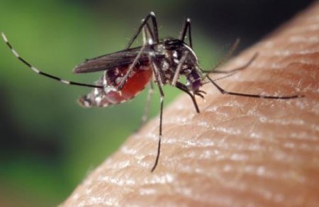 Спастись от комаров поможет браслет Nopixgo