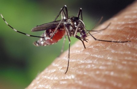 Спастись от комаров поможет браслет Nopixgo