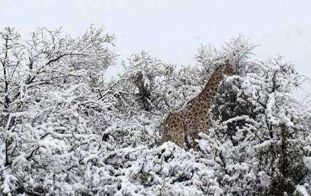 Южную Африку завалило снегом: жирафы и слоны бродят по сугробам (ФОТО, ВИДЕО)