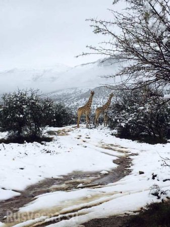 Южную Африку завалило снегом: жирафы и слоны бродят по сугробам (ФОТО, ВИДЕО)