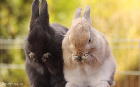 Кролики-убийцы:нашествие инвазивных видов (ФОТО)