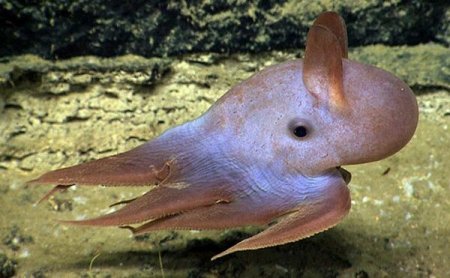 10 удивительных существ, обитающих на большой глубине