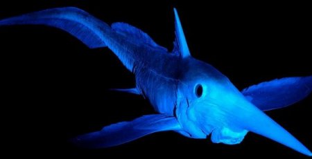 10 удивительных существ, обитающих на большой глубине