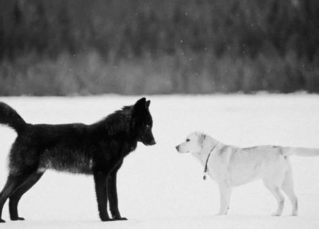 Хозяин в ужасе смотрел как волк приближался к его собаке. Казалось, жестокая расправа неизбежна – но этого не произошло!