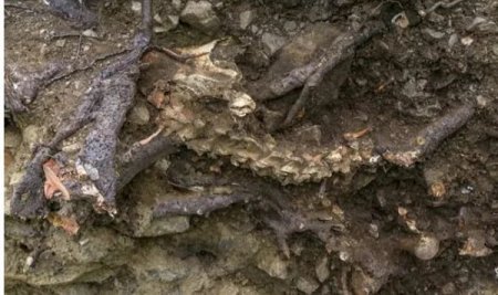 Удивительная находка костей, пролежавших тысячу лет в корнях бука и обнаружили их благодаря сильному урагану