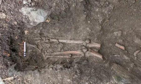 Удивительная находка костей, пролежавших тысячу лет в корнях бука и обнаружили их благодаря сильному урагану