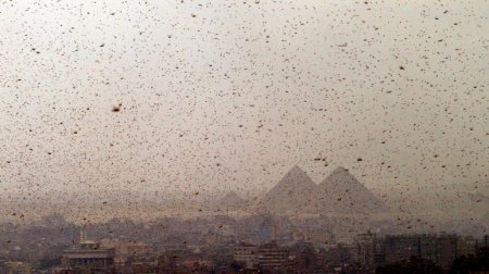 Guardian: искусственный свет грозит насекомым массовым вымиранием