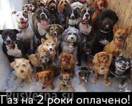 Сеть взорвалась фотожабами после совета украинцам «продать собаку и заплатить за газ» (ФОТО)