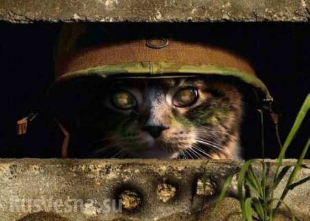 На Украине признали бродячих котов частью экосистемы (+ВИДЕО)