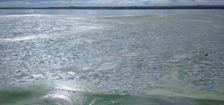 Вода на пляже Николаева стала ядовито-зеленой (ФОТО)