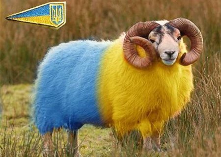 Жителей Львова назвали овцами из-за результатов выборов мэра (ФОТО)