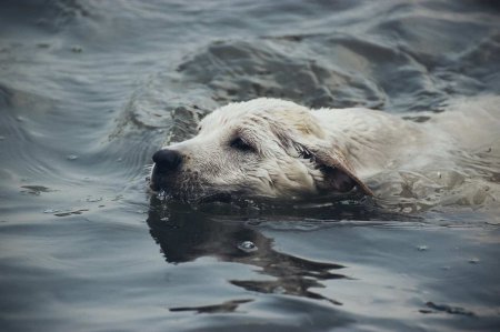 Новогоднее чудо: Пёс не бросил друга в беде и привёл спасательный корабль (ФОТО, ВИДЕО)