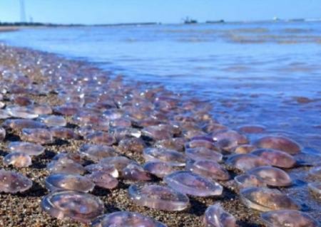 «Они заставили медуз мигрировать»: Глава Запорожской области намерен судить ...