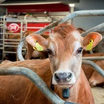 Пермэнерго обеспечило 250 кВт новой молочно-товарной фермы в д. Агапово Ныт ...