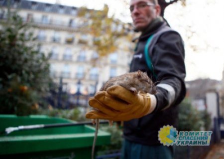 Власти Парижа обучат население комфортно жить с крысами