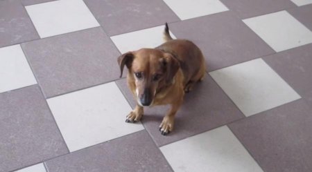 Сибирский Хатико: Собака нашла новый дом в больнице, откуда не дождалась хозяина
