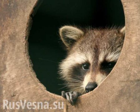 Еноты докучаевского зоопарка готовятся к спячке и переезжают на «зимние квартиры»