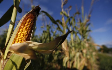 ГМО-гигант Monsanto свернёт строительство завода по переработке кукурузы на ...