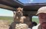 Гепарды запрыгнули в автомобиль к американскому туристу (ВИДЕО)