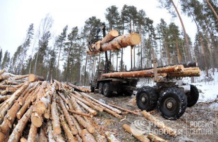 "Китайцы спилили все". Кто на самом деле уничтожает русский лес
