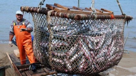 Япония обратила внимание на «возрождение» рыбной отрасли России