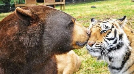 Семь удивительных историй о дружбе животных