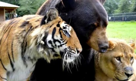 Семь удивительных историй о дружбе животных