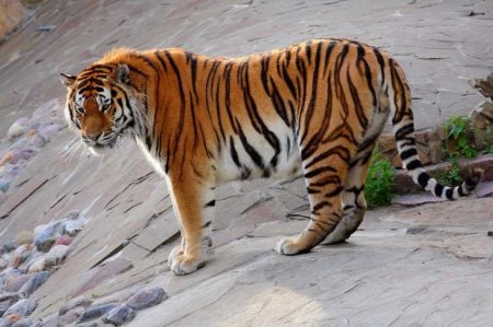 Знаменитый тигр Амур строит семейное счастье с тигрицей Уссури (ВИДЕО)